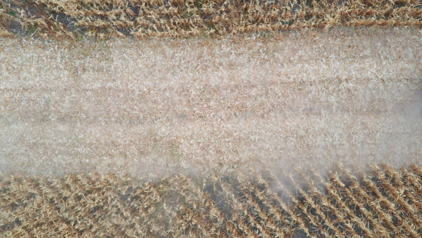 Aerial shot of combine gathering corn crop. Flying over harvester slowly riding through field cutting barley stalks. Top view on tractor working in farmland. Harvesting concept. Close up