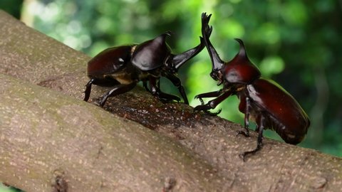 4K slow motion video of male beetles fighting each other for sap.
4K 120fps edited to 60fps.