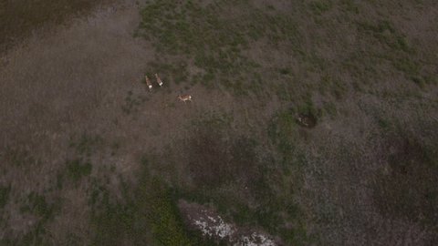 Aerial view of Pronghorn herd running through Saskatchewan Canada