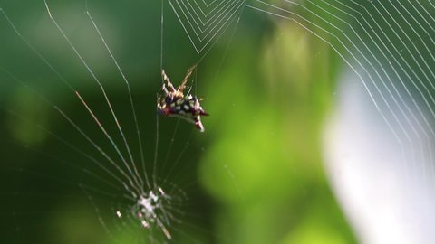 Spiny Orb-Weaver Spider spider building web