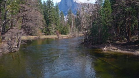 Tilt up shot of tranquil Merced River flowing slowly between forest trees and Half Dome MOuntain in background