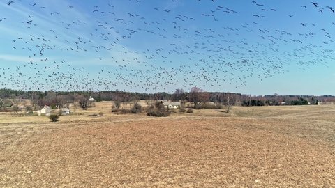 View of flock Geese flying over an agricultural fields. Feeding activities of flock of geese at daytime. Goose flying in the blue sky. 