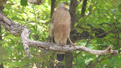 Serpent eagle searching snake for food