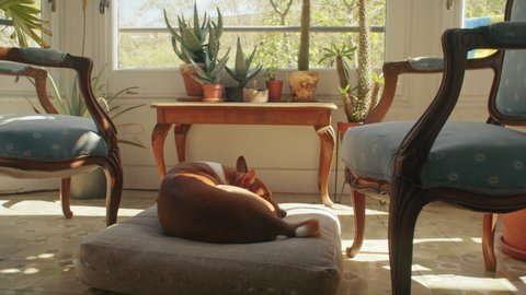 Pure breed basenji dog, pet has a rest, sleep in beautiful bed, enjoying life at home in cosy sunny room with cosy hygge plants and garden view on background. Slow living concept, harmony, siesta