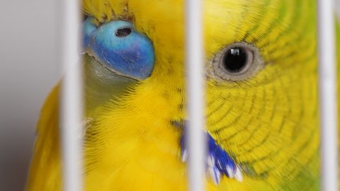 Close-up of a curious green budgerigar looking at the camera from behind the bars of a cage. Eye head of an adult green parrot in a cage macro.Selective focus
