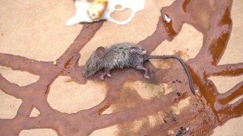 Mouse dead on glue trap near bait