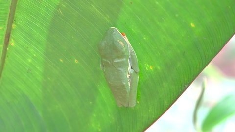 a red-eyed tree frog asleep on the underside of a leaf in a garden at sarapiqui of costa rica