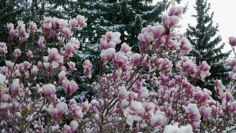 climate change snowfall in spring, drone shot aerial view of a purple blooming liliiflora magnolia tree in a garden covered with fresh white snow, camera approaching tree with purple flowers and snow