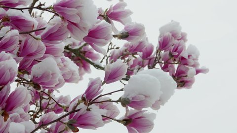 climate change snowfall in spring, close up of a purple blooming liliiflora magnolia tree in a garden covered with fresh white snow, camera panning left to right close up of a purple flower with snow