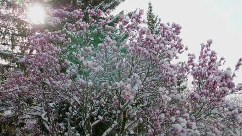 climate change snowfall in spring wide shot of a purple blooming liliiflora magnolia tree in a garden covered with fresh white snow backlight sun shining through the tree, wind blowing the snow