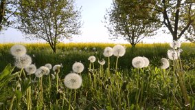 Common Dandelion seeds are carried by the wind on the glade of fluffy dandelions. Scenic footage of nature. Cinematic shot. Filmed in Full HD 1080p video. Slow motion clip 240 fps. Beauty of earth.