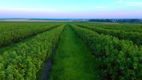 Green rows blackcurrant bushes from a bird's eye view. Footage of agronomic industry. Ecology concept. Agrarian region of Ukraine, Europe. Cinematic drone shot. Filmed UHD 4k video. Beauty of earth.