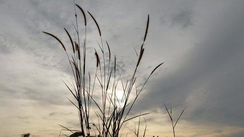silhouette of weeds swaying with sunset background