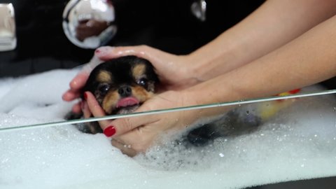 Little black dog in bubble bath with toys gets calm with massage by groomer