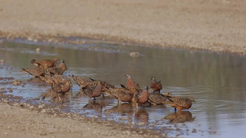 Burchell's sandgrouse flock drinking water.