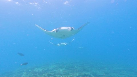 Shoal of reef manta rays mobula alfredi swimming underwater along tropical coral reef