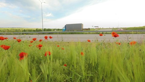 Red poppies near the highway, a truck is driving in the background