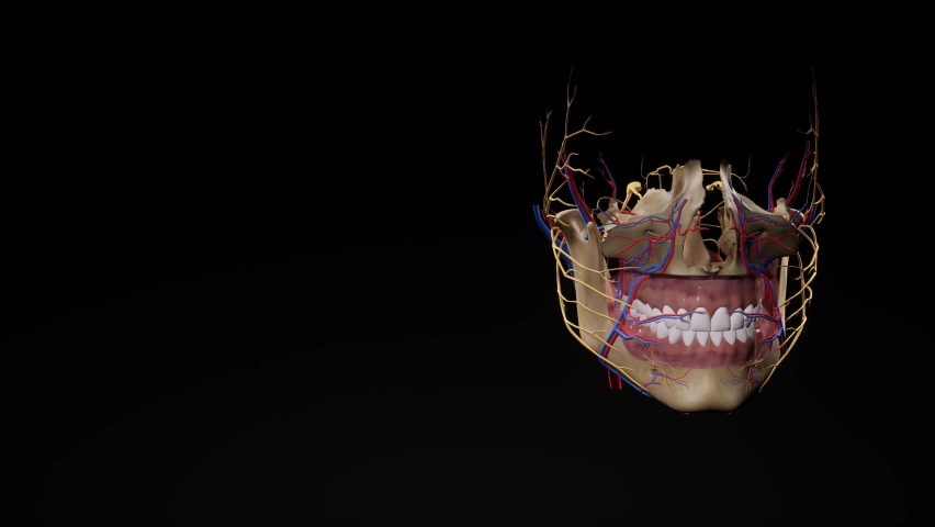 Facial skull. Facial nerves Anatomy of the head. 3d animation Royalty-Free Stock Footage #1089725135