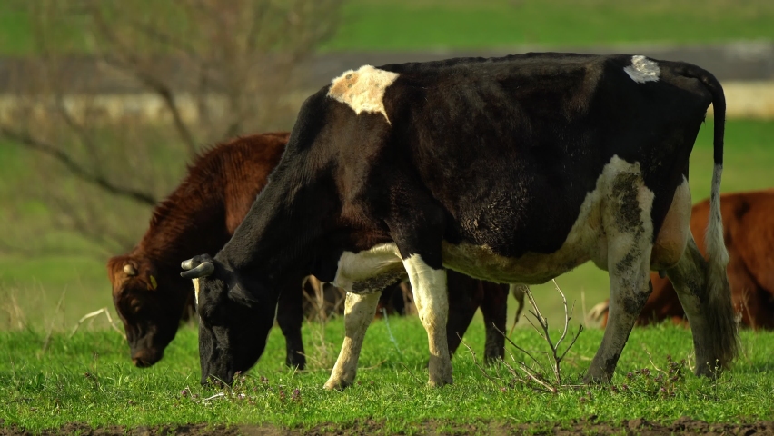 Cows. domestic cattle. natural milk. animal husbandry. cows graze in the meadow. agricultural industry. grass. wheat in the field. steak. bull Royalty-Free Stock Footage #1089725257