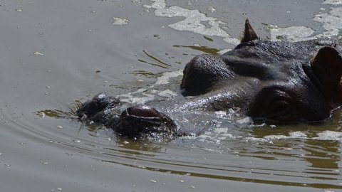 Mammal Animal Hippopotamus is in Water