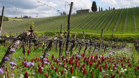 Red and purple flowers among the rows of young vineyards with the first shoots in spring. The flowers create an ecosystem that fights parasites in the vineyards in a natural way. Chianti Area, Tuscany