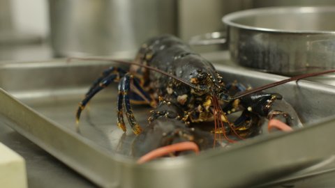 Lobster being prepared in kitchen, live with bands on claws