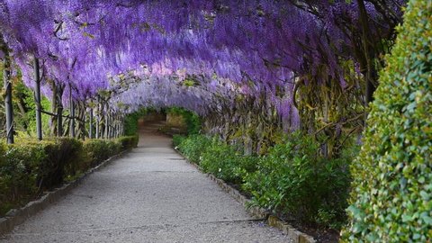Beautiful blooming purple wisteria sways in the wind. Blooming wisteria tunnel in a garden near Michelangelo Square in Florence, Italy.