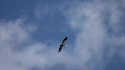 White stork (Ciconia ciconia) flying in the blue evening sky.