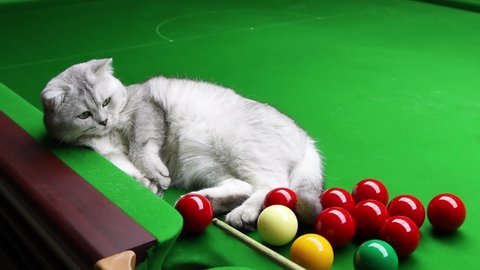 Gray British Short Hair Cat Playing With Balls On The Snooker Table Slow-Motion