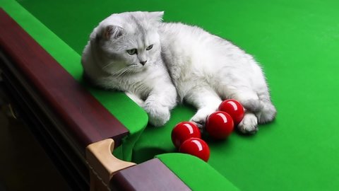 Gray British Short Hair Cat Playing With Balls On The Snooker Table Slow-Motion