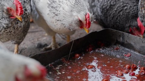 A Faverolles hen pecks food waste from a feeder. Feeding waste to chickens after the production of sour cherries