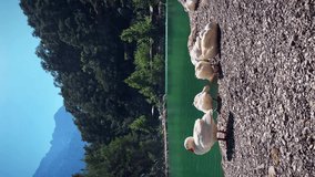 White geese drinking water on lake surrounded by green mountain forest. Vertical video. Birdwatching concept. Flock of white geese at pond in mountains at sunny summer day