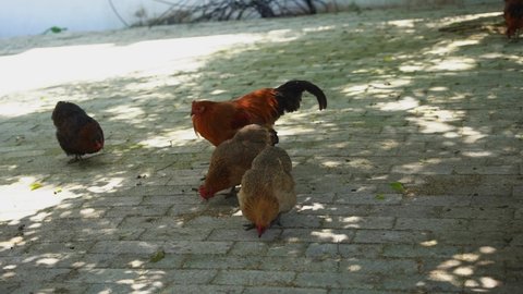 Poultry hens in the countryside