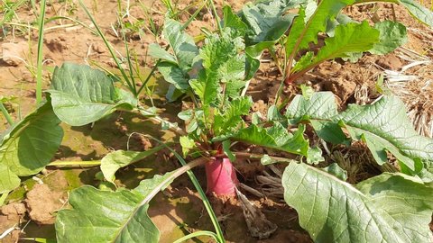 Radish in vegetable garden. It is an edible root vegetable of the family Brassicaceae. Its others name Raphanus raphanistrum subsp, sativus,daikon radish