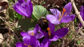 Bumblebee in a purple crocuses flowers. For video presentation, advertising.