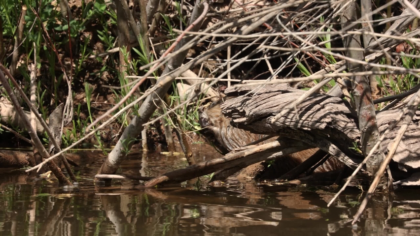 A muskrat chews through a willow stem just above the water line and takes the top part away to eat somewhere else. 