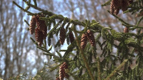 Close-up view of a Canadian spruce with cones, swaying in the wind.