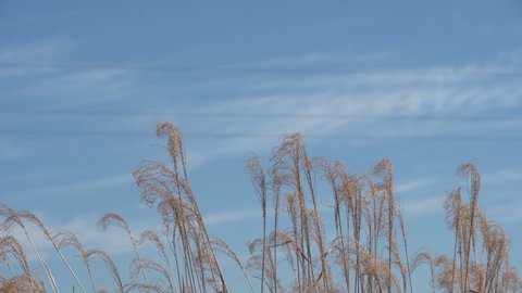 A dried grass inflorescence sways in the wind against the sky.