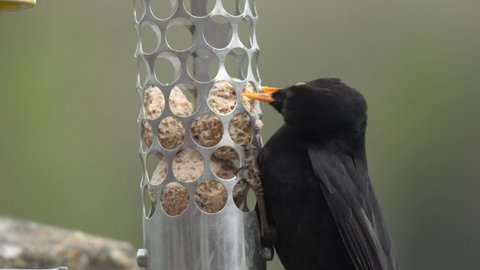 close up of a male blackbird (turdus merula) frantically feeding from a hanging metal fatball bird feeder 