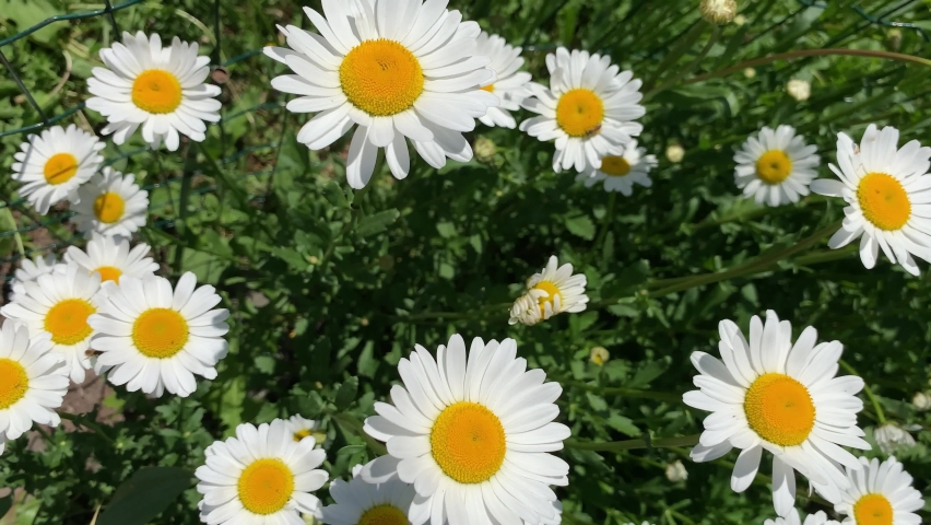 top down beautiful field of green grass and camomiles as background in the nature