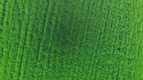 Aerial view drone camera swirl over green corn field.