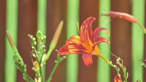 Lilium bulbiferum, common names orange fire, Jimmy's Bane and tiger lily, is herbaceous European lily with underground bulbs, belonging to Liliaceae.