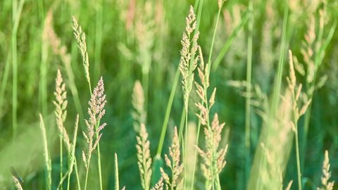 Poa trivialis (rough bluegrass, rough-stalked meadow-grass or rough meadow-grass ), is perennial plant regarded in US as ornamental plant. It is part of grass family.