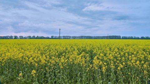 Rapeseed (Brassica napus subsp. Napus), rape, or oilseed rape, is bright-yellow flowering member of family Brassicaceae (mustard or cabbage family), cultivated mainly for its oil-rich seed