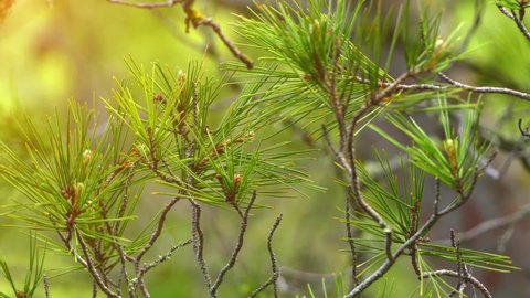 Pinus halepensis, commonly known as Aleppo pine, Jerusalem pine, is pine native to Mediterranean region. Its range extends from Morocco, Algeria, Tunisia and Spain north to France, Malta, Italy.