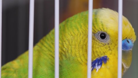 Pets birds theme. close-up of the head of a green budgerigar in a cage. macro. The budgerigar is looking at the camera. Exotic pizzas in a zoo store.Selective focus