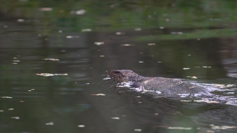 Asian Water Monitor Lizard Swimming In The Freshwater Lake. - tracking