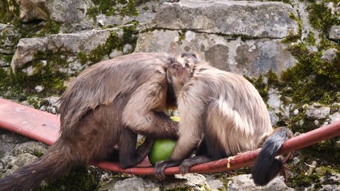 Capuchin Monkey Mother and baby eating fresh Mango outdoors in zoo exhibit,close up