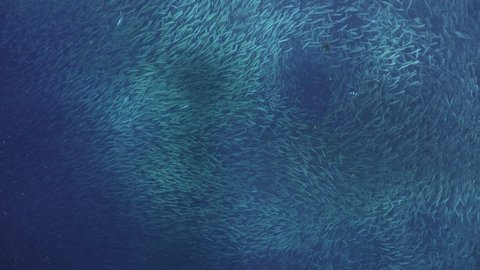 big shoal of sardines swimming in the blue sea filmed from above
