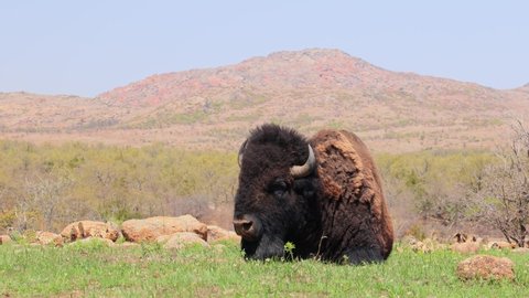 Close up shot of wild Bison in Wichita Mountains Wildlife Refuge at Oklahoma